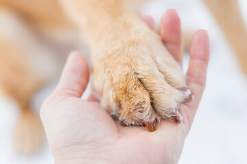Dogs paw in human hand symbolizing a forewer friendship