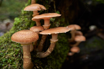 Agaric honey mushrooms