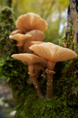 Agaric honey mushrooms