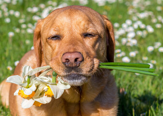 Dog labrador retriever holding a flower daffodil in her mouth