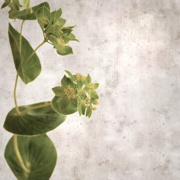 stylish textured old paper background with Bupleurum plant leaves and small flowers