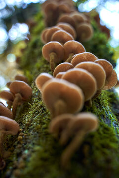 699 Best Club Fungi Images Stock Photos Vectors Adobe Stock 699 Best Club Fungi Images Stock Photos Vectors Adobe Stock