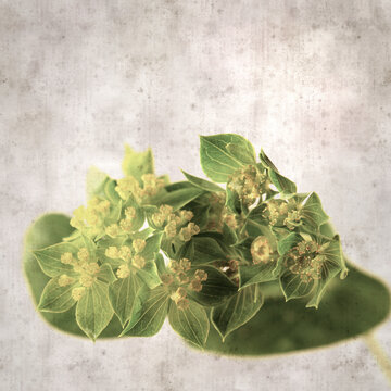 stylish textured old paper background with Bupleurum plant leaves and small flowers