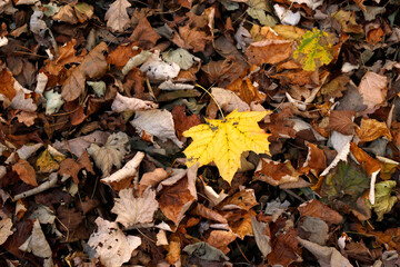 Autumn in an urban park