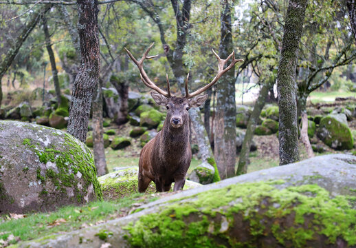 ciervo en el bosque 