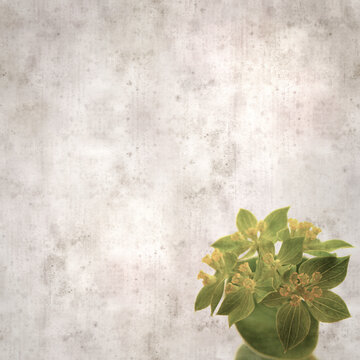 stylish textured old paper background with foliage plant round leaved bupleurum