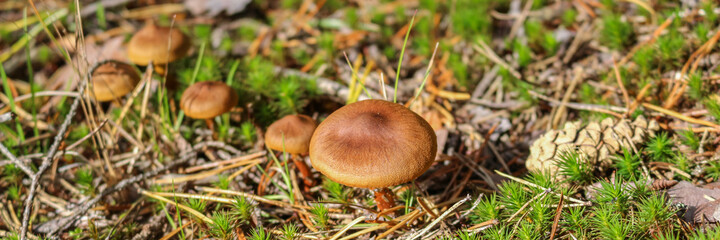Wild brown mushrooms in a wet autumn forest . Natural forest background. Banner.