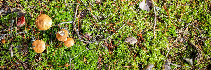 Wild brown mushrooms in a wet autumn forest . Natural forest background. Banner.