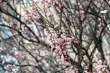 Nice white apricot spring flowers branch macro photography nature awakening