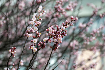 Nice white apricot spring flowers branch macro photography nature awakening