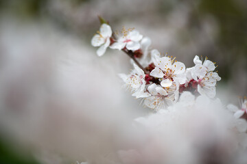 Nice white apricot spring flowers branch macro photography nature awakening