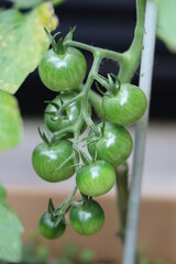 green tomato
