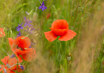 Beautiful red poppies on a summer field. Opium flowers, wild field. Summer background.