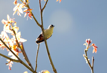 White-cheeked Nuthatch, Sitta leucopsis