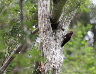 Okinawa Woodpecker, Dendrocopos noguchii