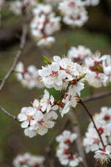 Nice white apricot spring flowers branch macro photography nature awakening