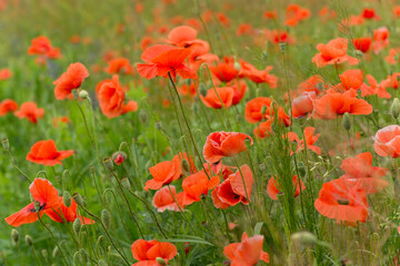 Beautiful red poppies on a summer field. Opium flowers, wild field. Summer background.