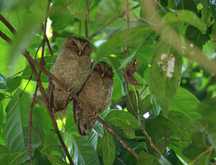Andaman Scops Owl, Otus balli