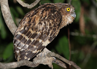Buffy Fish Owl, Ketupa ketupu