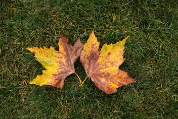 yellowed maple leaf in autumn Park
