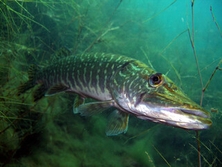 Fototapeta premium Hecht im Kulkwitzer See