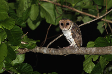 Lesser Masked-owl, Tyto sororcula