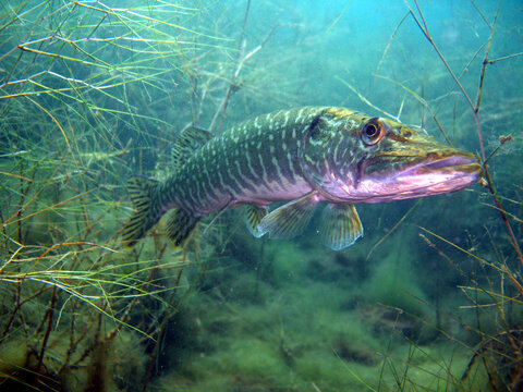 Hecht im Kulkwitzer See