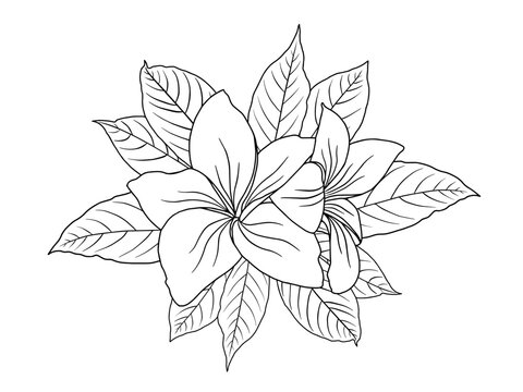 Flowers Line Art Arrangements. Line art flower on greeting card, frame, shopping bags, wall art, telephone boxes and t-shirts.
