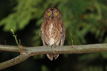 Sula scops ow,l Otus sulaensis