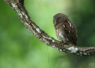 Asian barred owlet, Glaucidium cuculoides