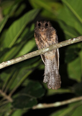 Moluccan owlet-nightjar, Aegotheles crinifrons