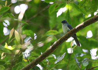 Cerulean paradise flycatcher, Eutrichomyias rowleyi