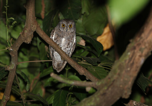 Walden's Scops Owl, Otus sunia ssp. modestus