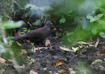 Obraz premium Sumatran peacock-pheasant, Polyplectron chalcurum