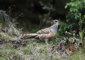 Cheer pheasant, Catreus wallichii