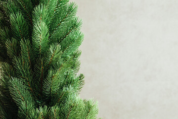 Christmas tree without decorations on a solid background. All branches are collected.
