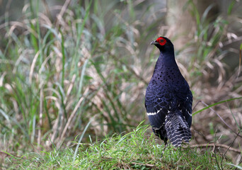 Mikado Pheasant, Syrmaticus mikado