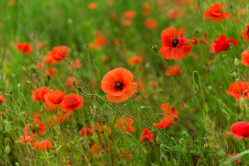 Beautiful red poppies on a summer field. Opium flowers, wild field. Summer background.