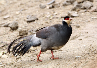 Tibetan eared Pheasant, Crossoptilon harmani