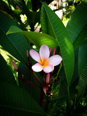 frangipani plumeria flower