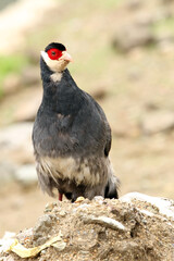 Tibetan eared Pheasant, Crossoptilon harmani
