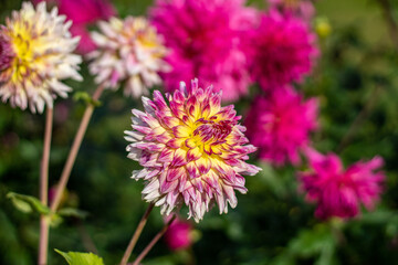 Decorative multicolored (white-yellow -dark rose) dahlia in sunny autumn morning. Blur background. On the stem.