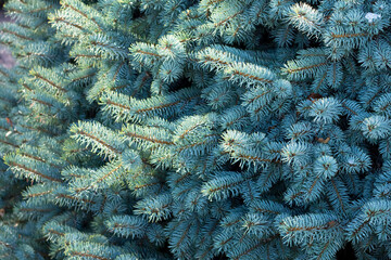 Fototapeta na wymiar blue spruce in shining drops of rain and snow in the sun