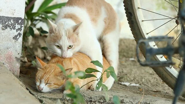Cats making love ,  out door  Chiangmai  Thailand