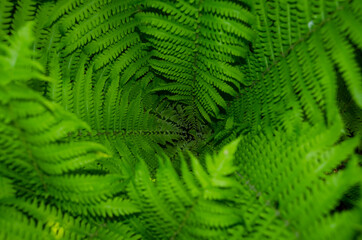 Fern leaves. Natural pattern. Photography in the sun