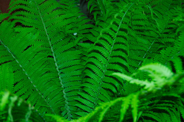 Fern leaves. Natural pattern. Photography in the sun