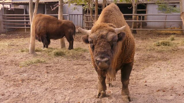 American bison. The bull is a symbol of 2021