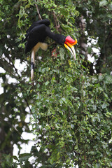 Rhinoceros Hornbill, Buceros rhinoceros