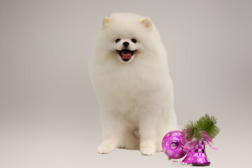 Spitz on a light background is perfectly trimmed by a professional groomer.