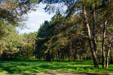 Trees in a pine forest. Summer day photo